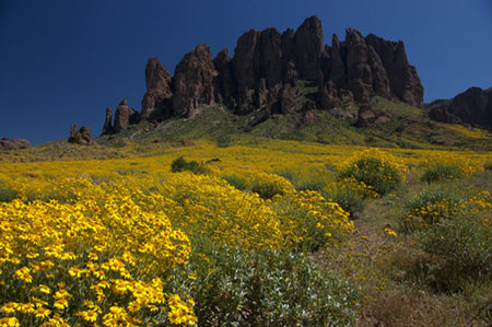 Spring blossoms in the Superstition Mountains
